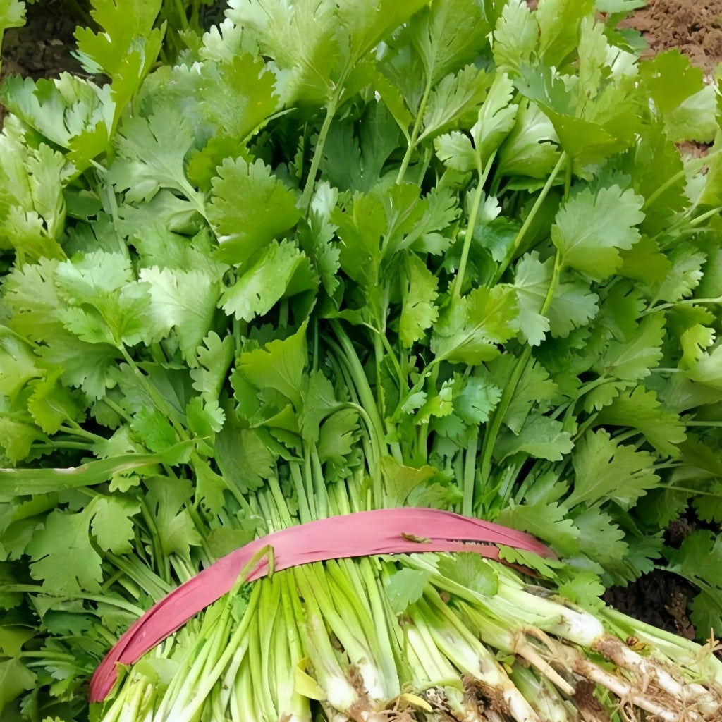 Large leaf coriander seeds