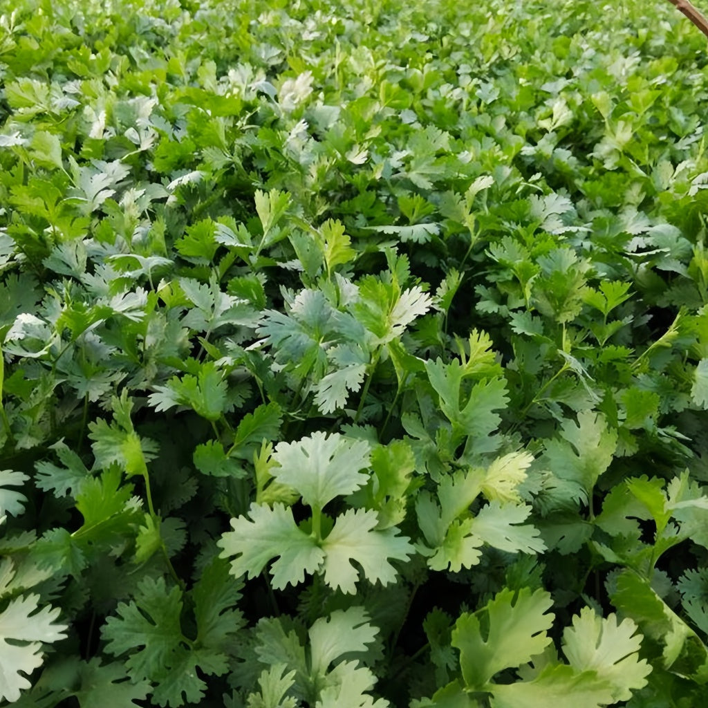 Large leaf coriander seeds