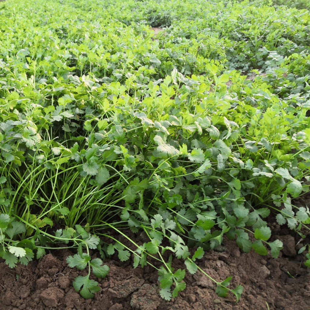 Large leaf coriander seeds