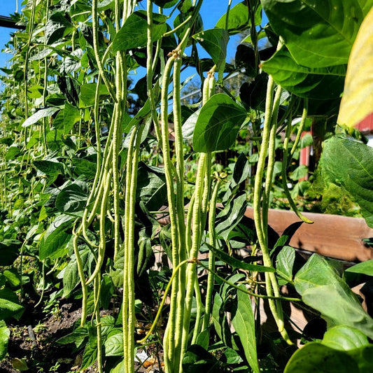 Long Bean Summer Treasure