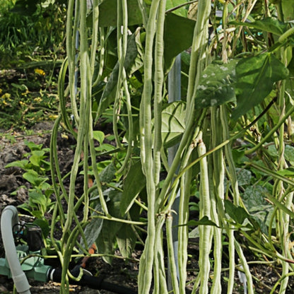 Long Bean Sweet White