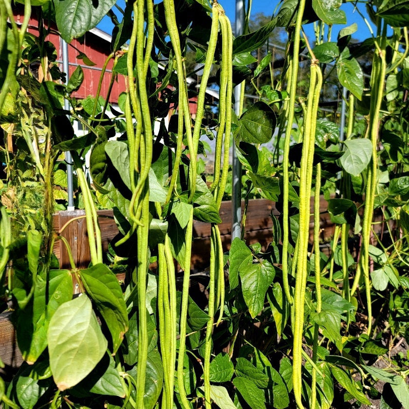 Long Bean Vine Full #3