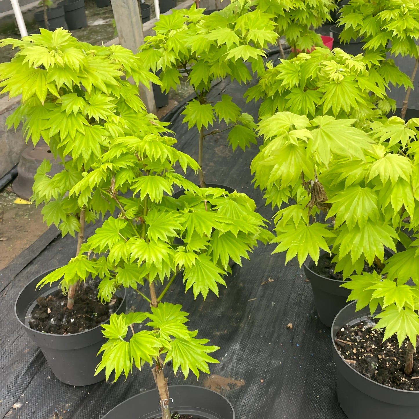 Moonrise Japanese Maple|月升枫树