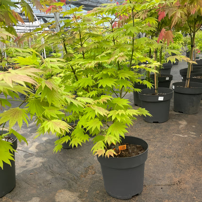 Moonrise Japanese Maple|月升枫树