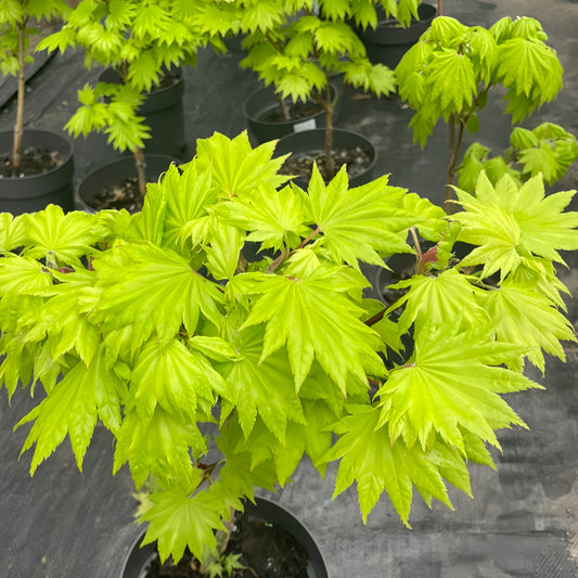 Moonrise Japanese Maple|月升枫树