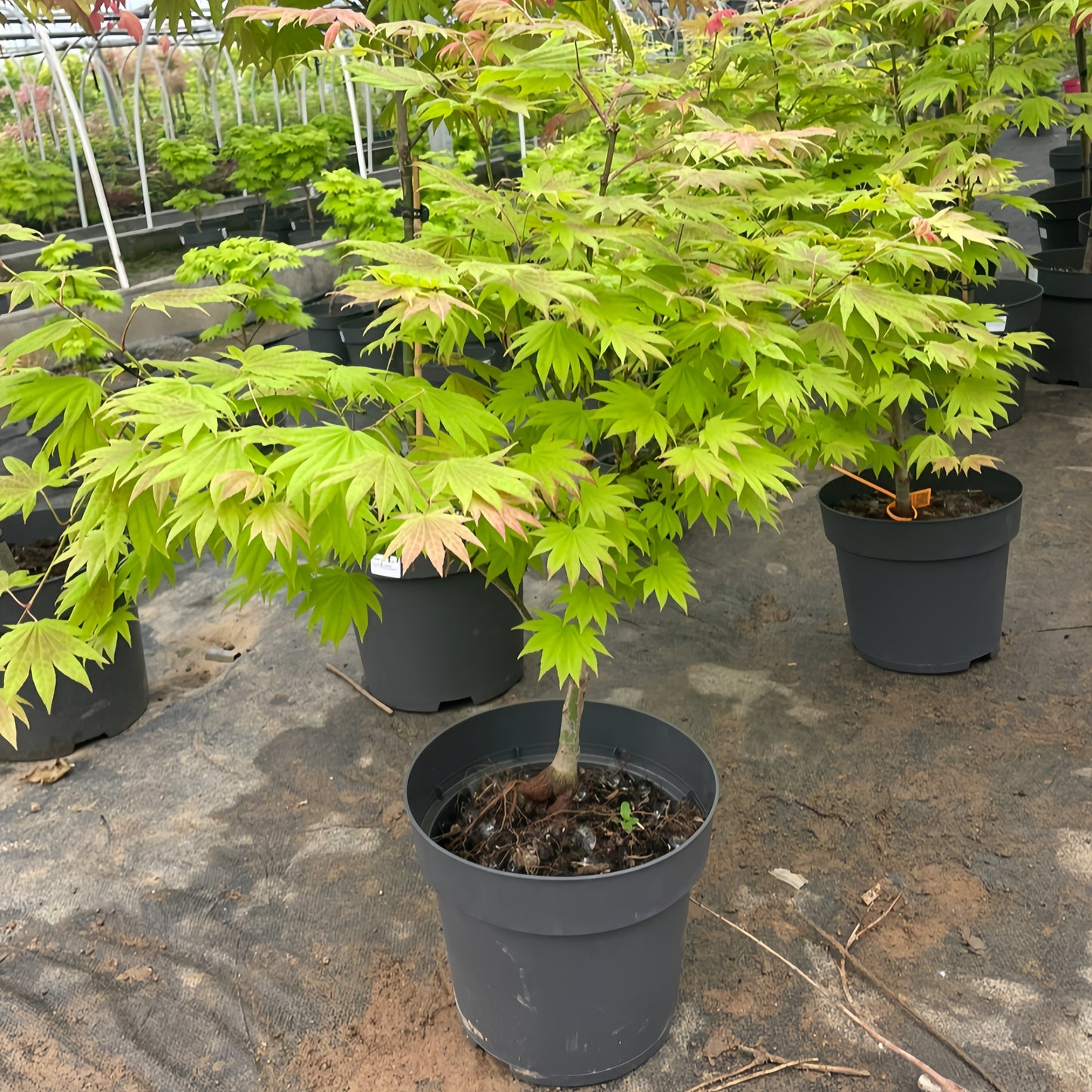 Moonrise Japanese Maple|月升枫树