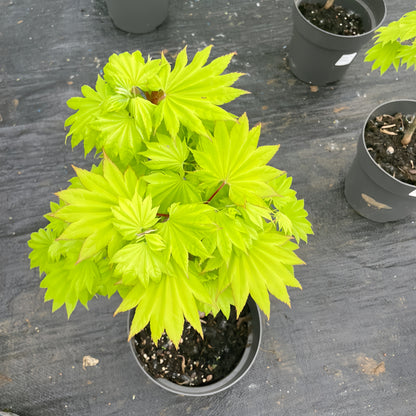 Moonrise Japanese Maple|月升枫树