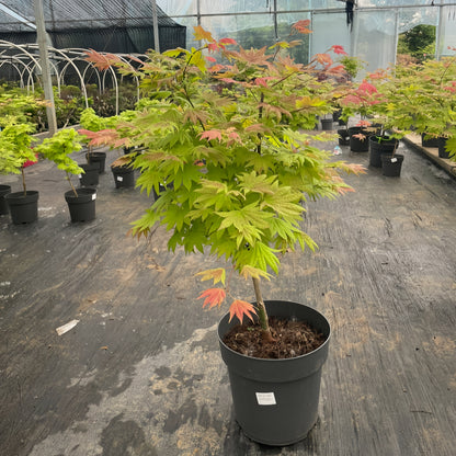 Moonrise Japanese Maple|月升枫树