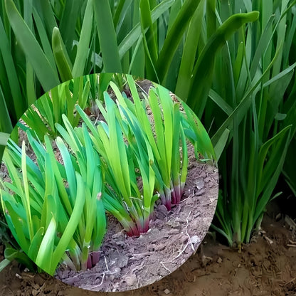 Purple Root Allium Tuberosum