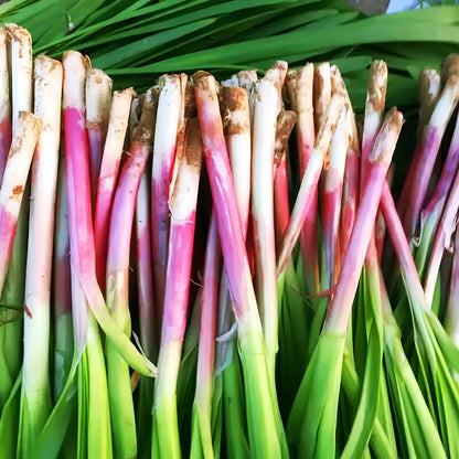 Purple Root Allium Tuberosum