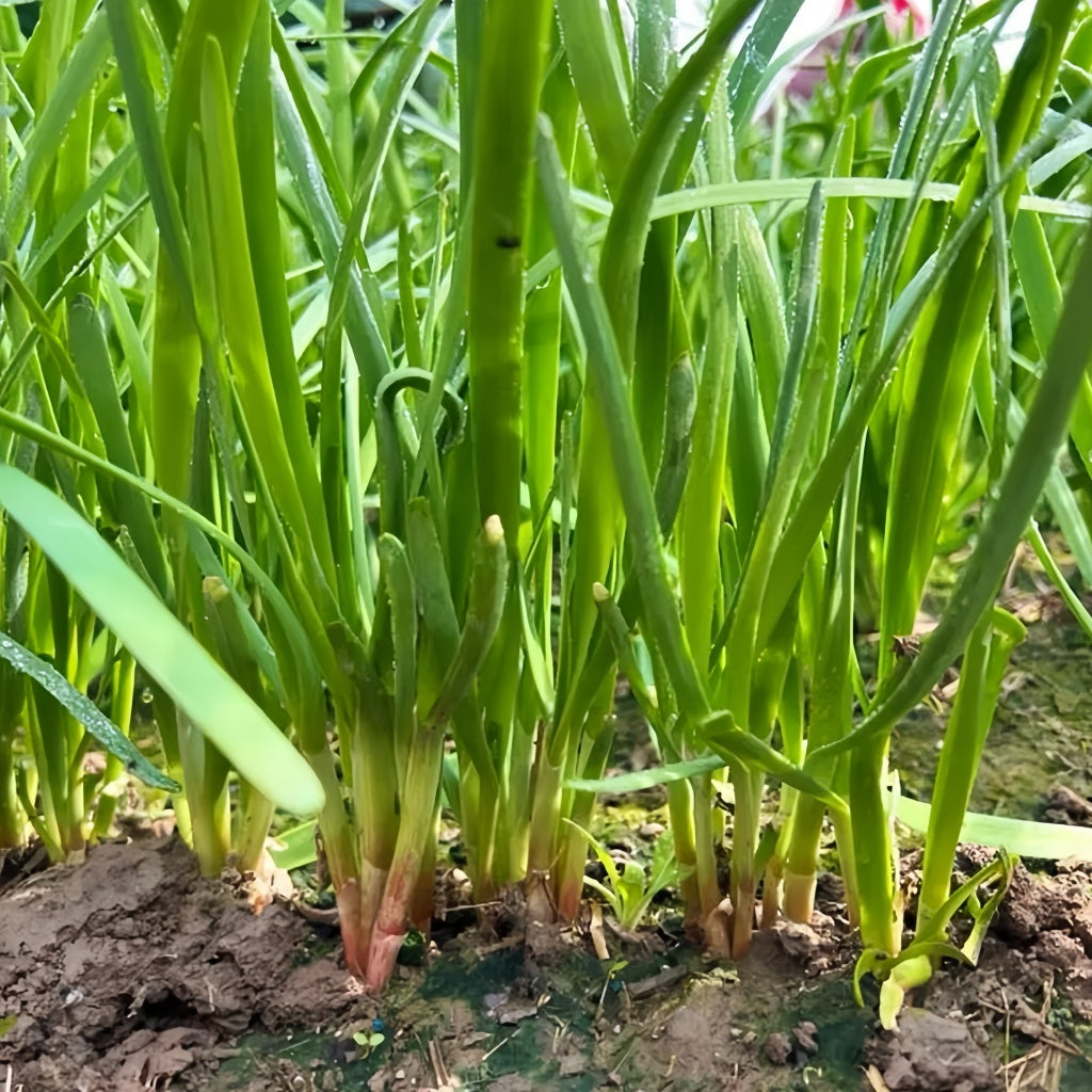 Purple Root Allium Tuberosum