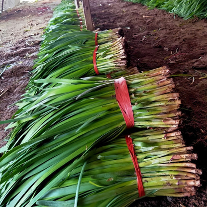 Purple Root Allium Tuberosum