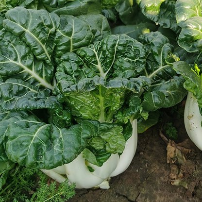 black oil milk cabbage