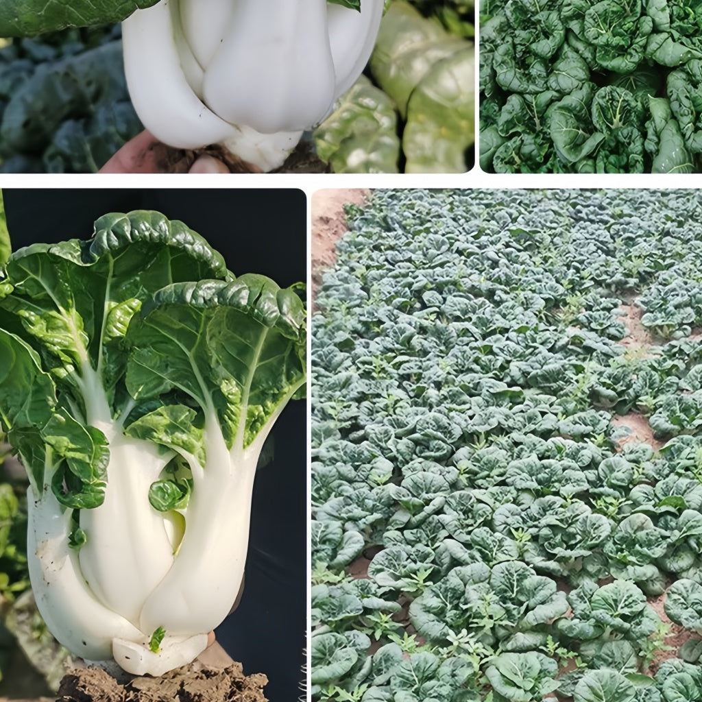 black oil milk cabbage