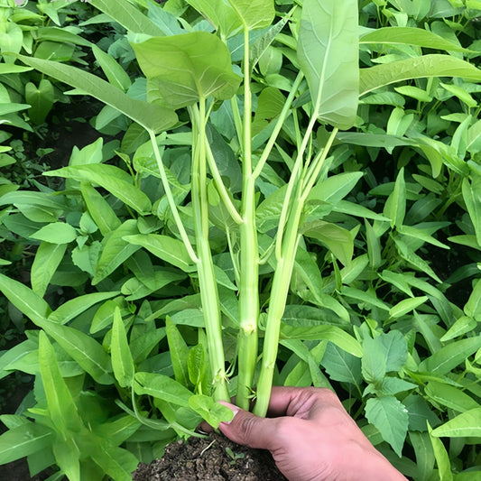 Three pronged water spinach