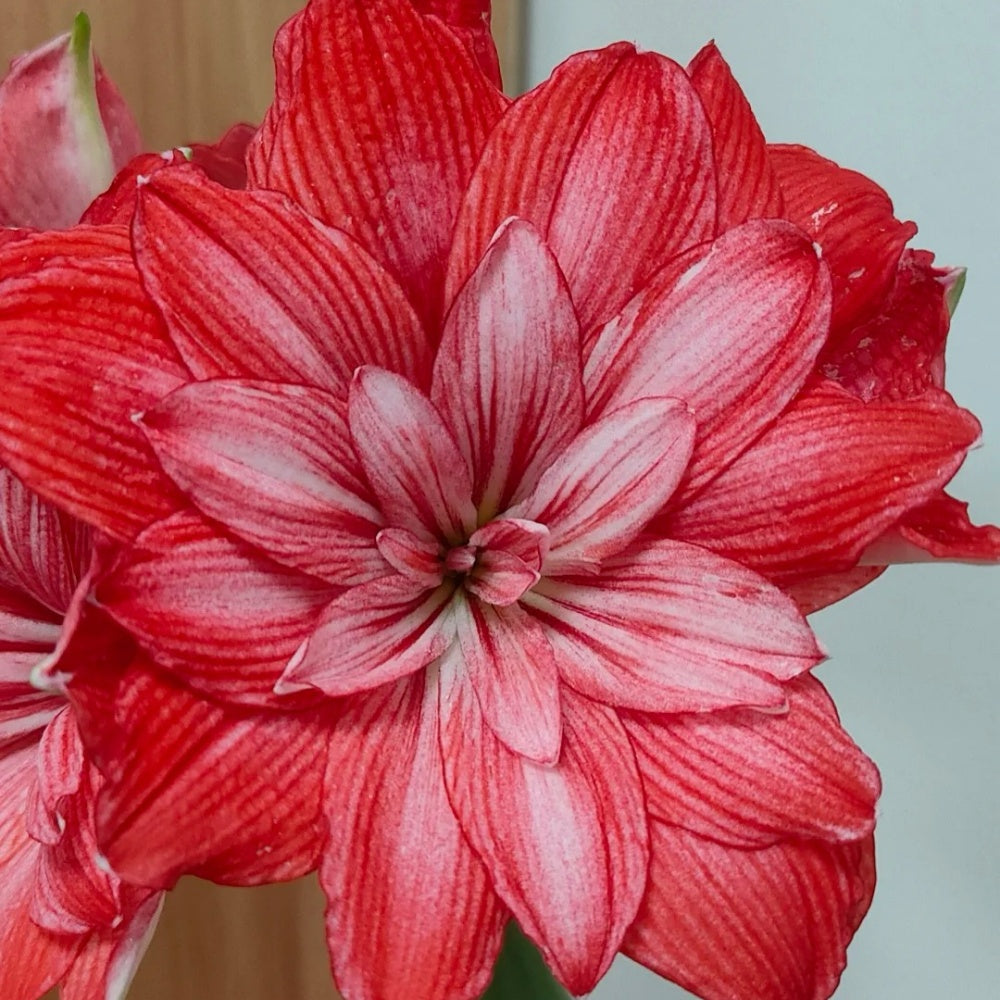 Hippeastrum Tika Empire seeds