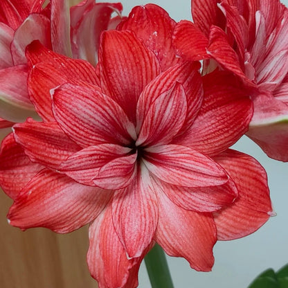 Hippeastrum Tika Empire seeds