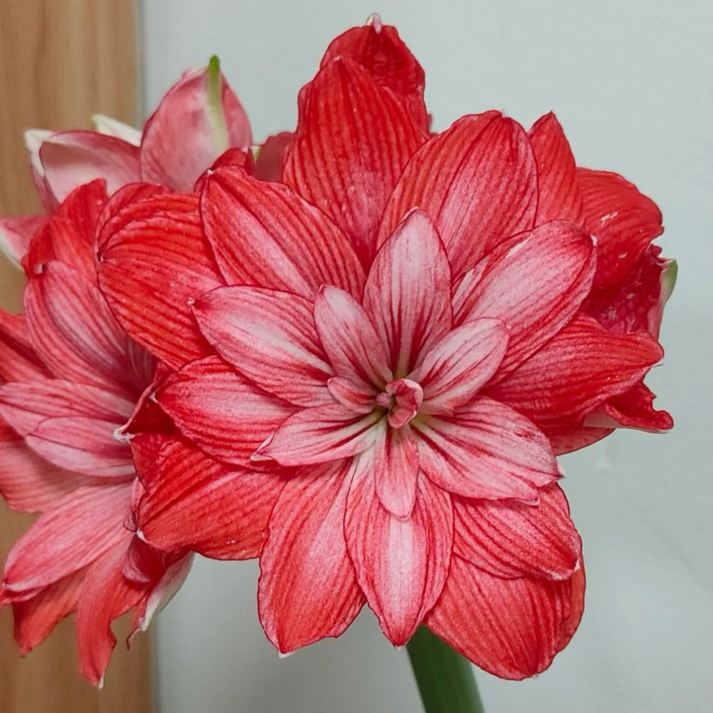 Hippeastrum Tika Empire seeds