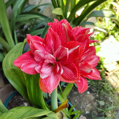 Hippeastrum Tika Empire seeds