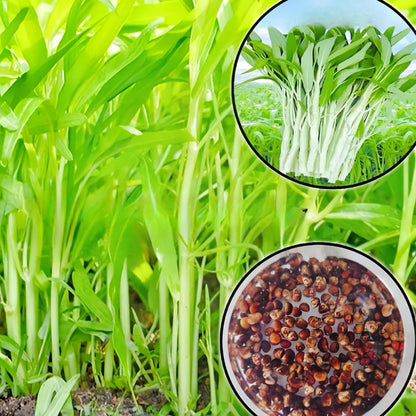 White stem willow leaf water spinach seeds