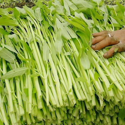 White stem willow leaf water spinach seeds