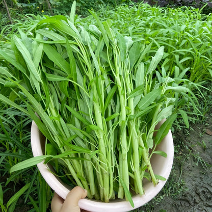 White stem willow leaf water spinach seeds