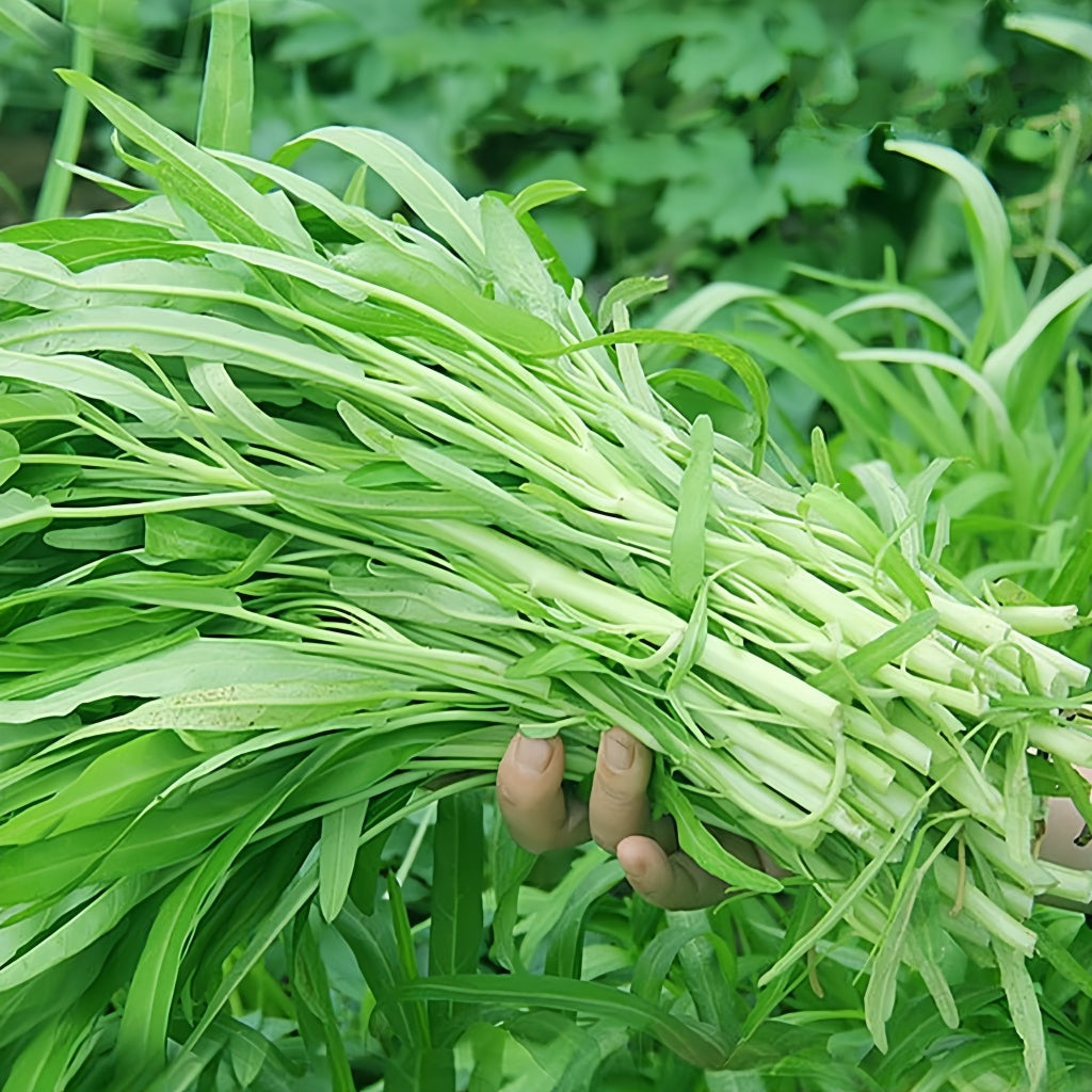 White stem willow leaf water spinach seeds