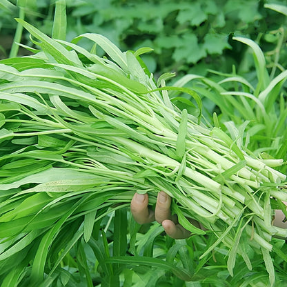 White stem willow leaf water spinach seeds