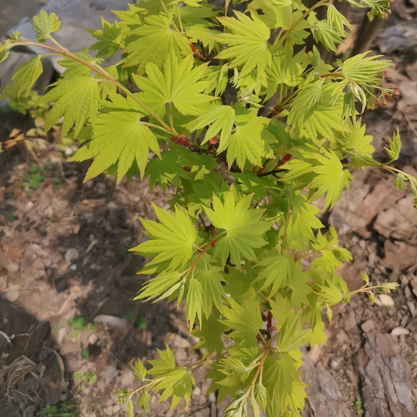 golden_summer_maple