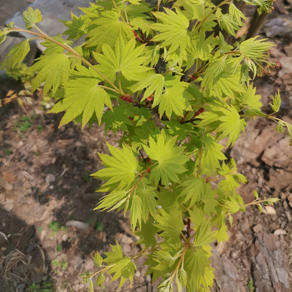 golden_summer_maple