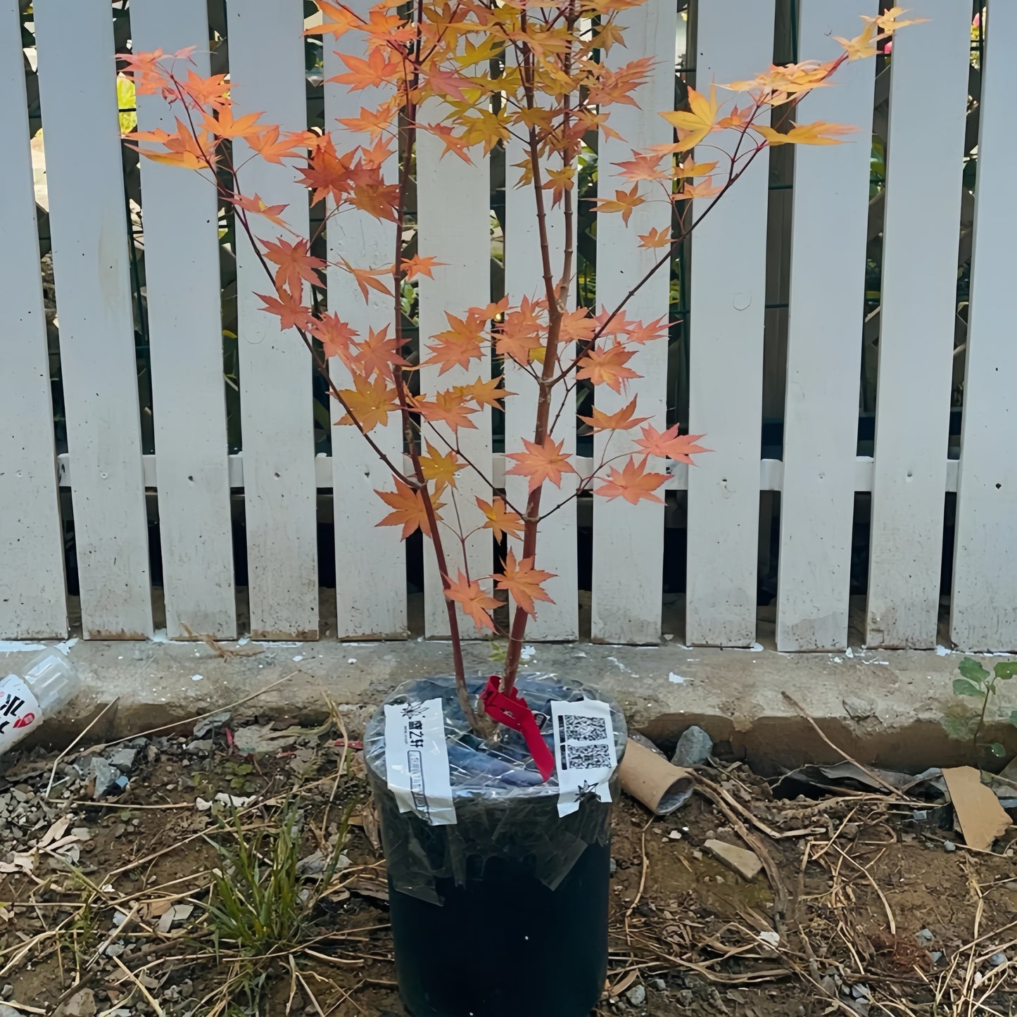 Acer Palmatum Maple tree|女精灵