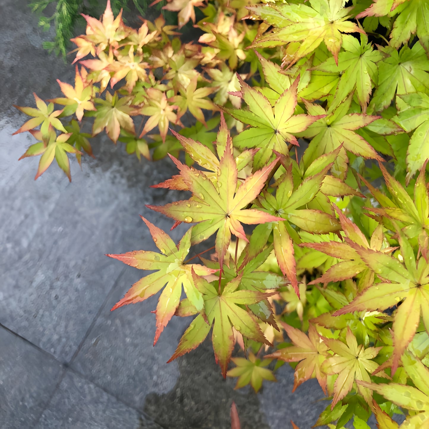 golden_summer_maple