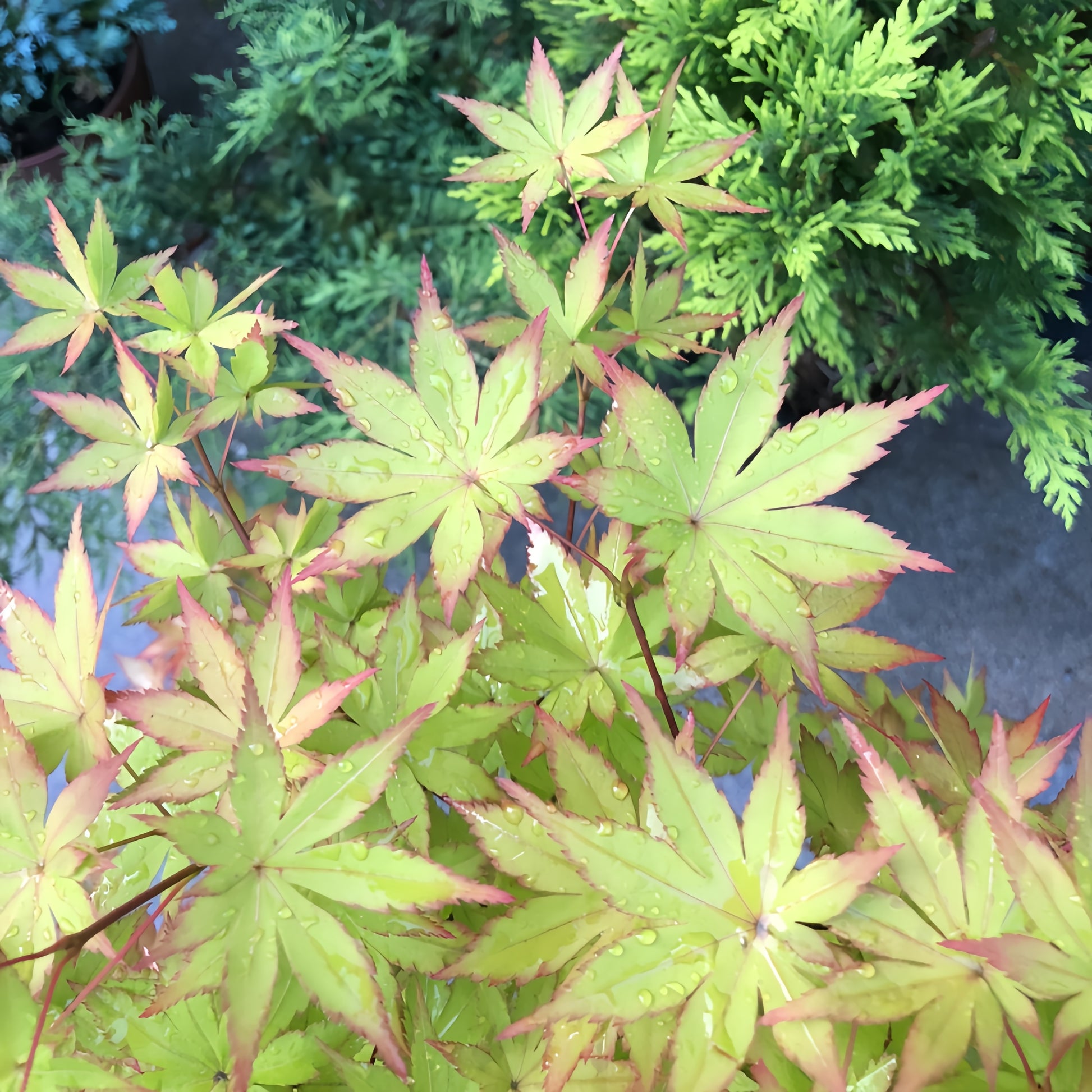 golden_summer_maple