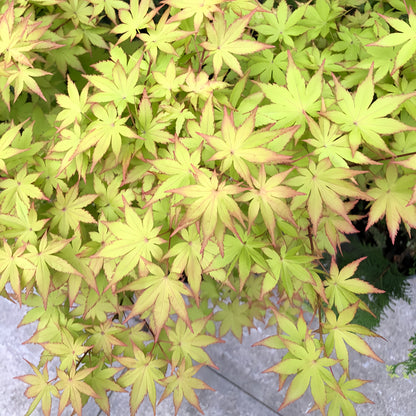 golden_summer_maple