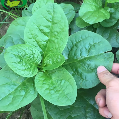 malabar spinach