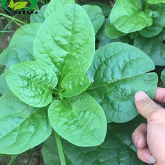 malabar spinach