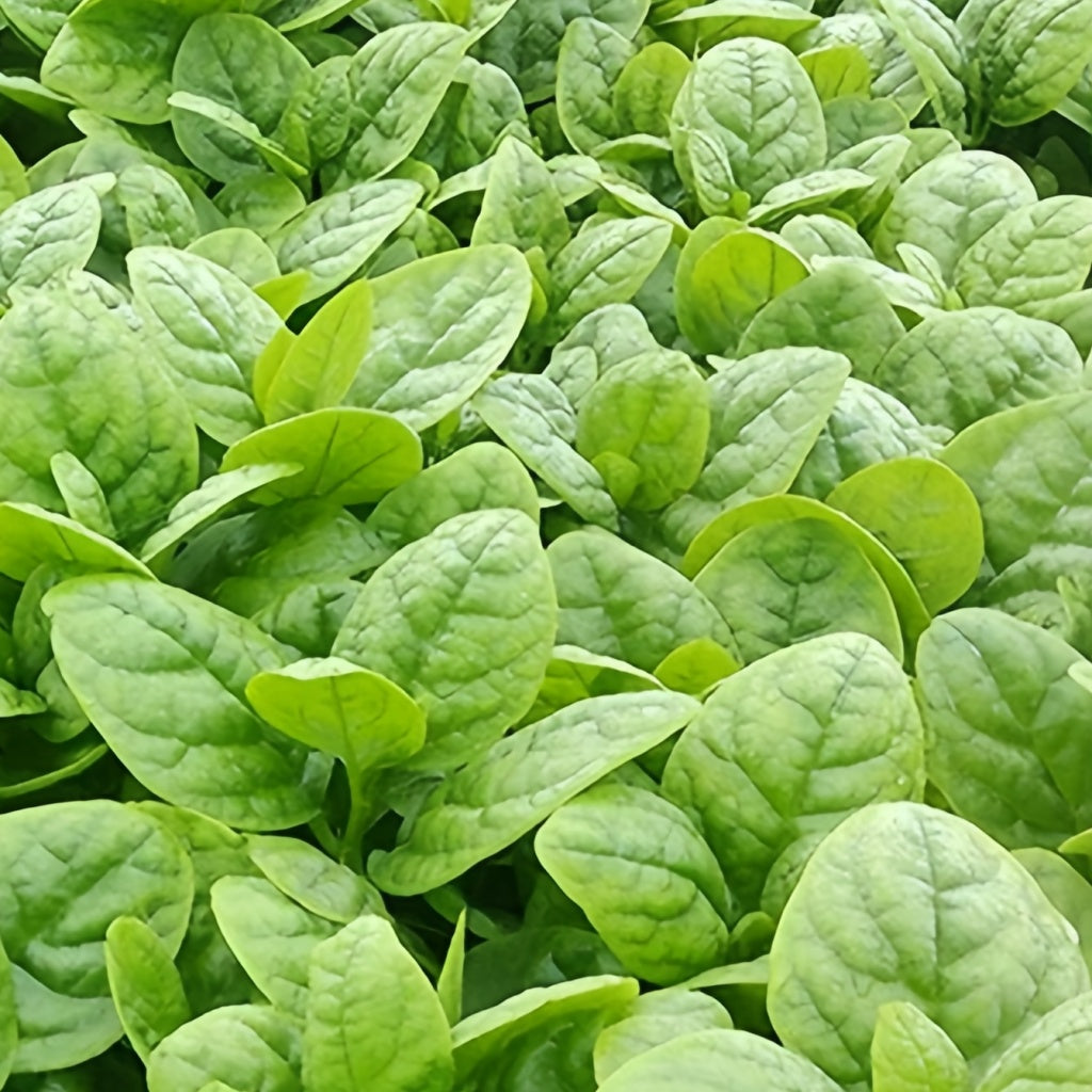 malabar spinach