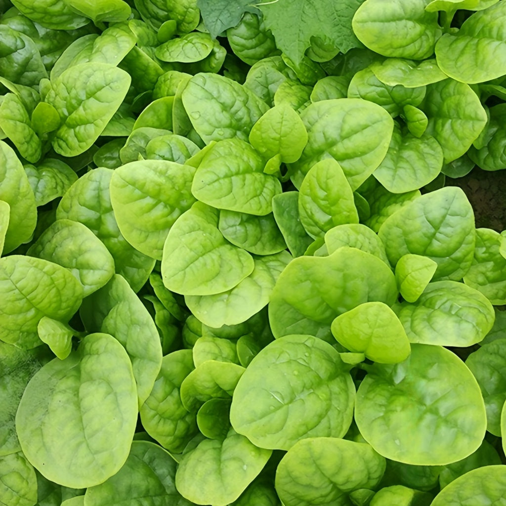 malabar spinach