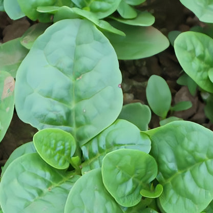 malabar spinach