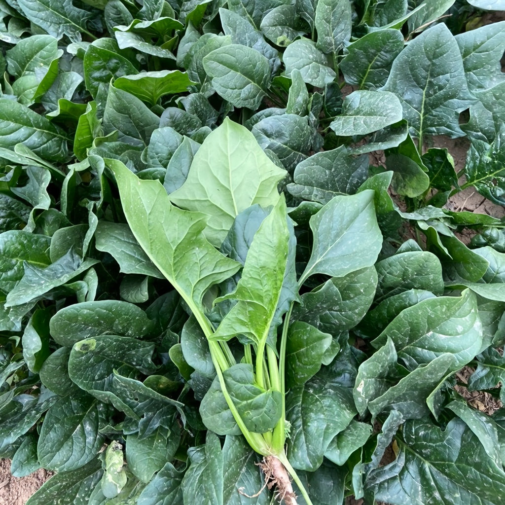 spinach